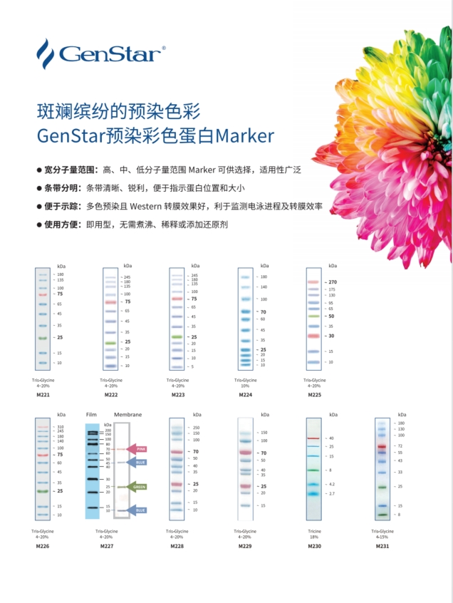 蛋白Marker